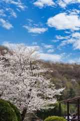 桜と空雲