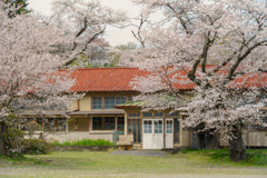 またここにも春が来るんだ