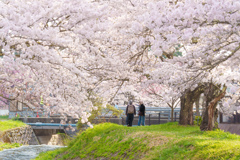 観音寺川桜並木