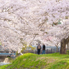 観音寺川桜並木