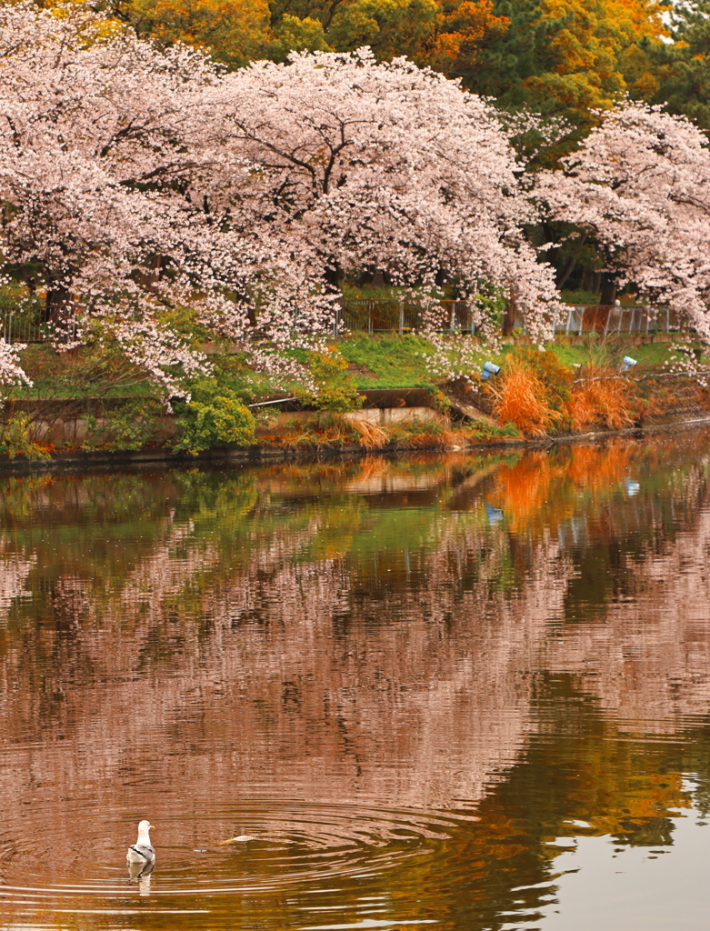 Hanami
