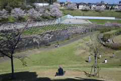 桜と老人