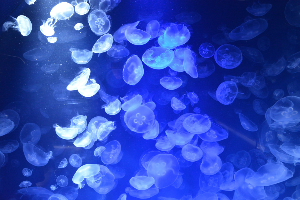 Jelly fish