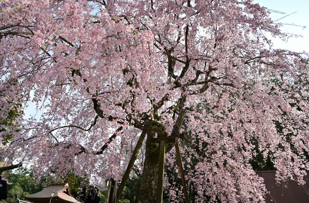 しだれ八重桜満開