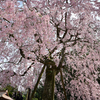 しだれ八重桜満開