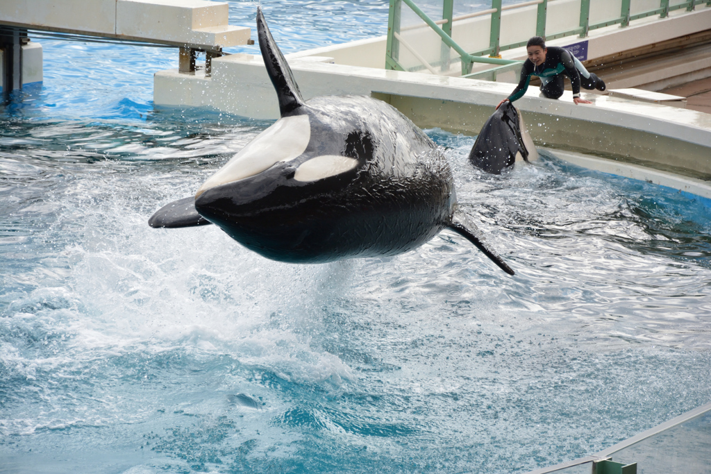 Orca jump!