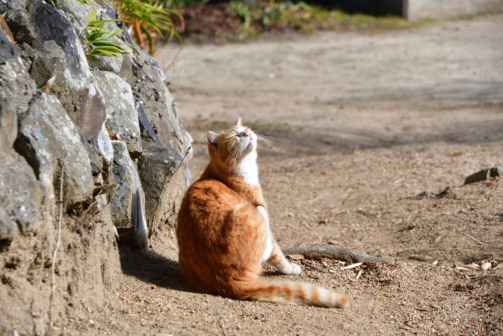 昼下がり猫２
