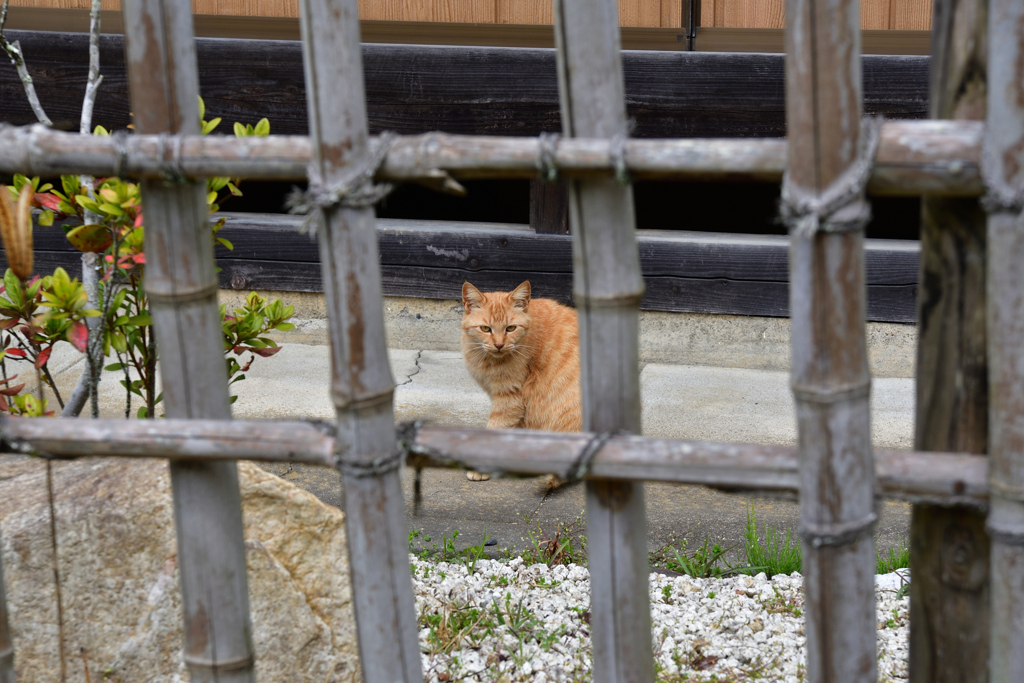 猫ちゃん