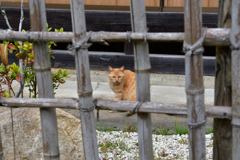猫ちゃん