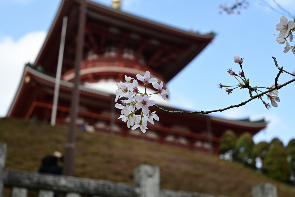 ささやかな桜