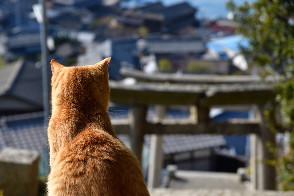 島の猫のくらし