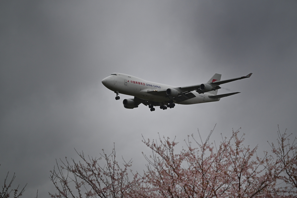 CHINA CARGOと桜