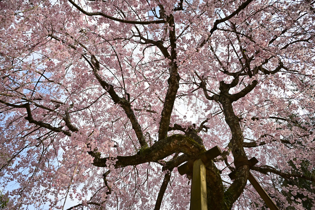 咲き誇れ八重桜