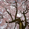 咲き誇れ八重桜
