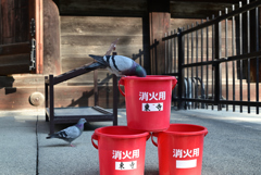 鳩とバケツ