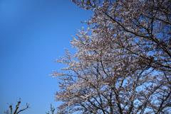桜吹雪にハラハラすがり