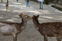 キス