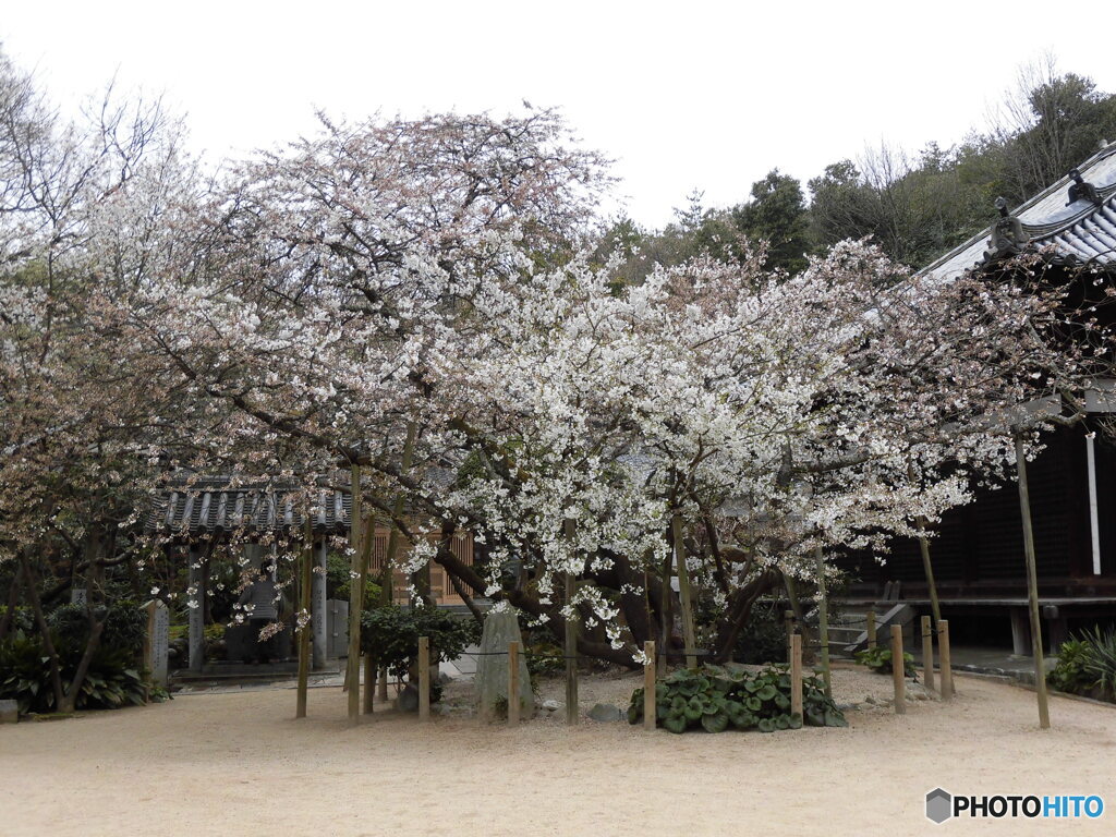 大宝寺　うば桜