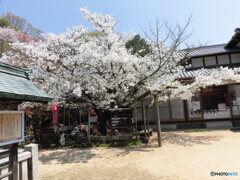 西法寺の、薄墨桜。
