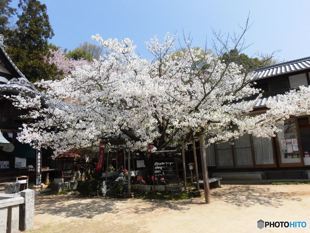 西法寺・薄墨桜