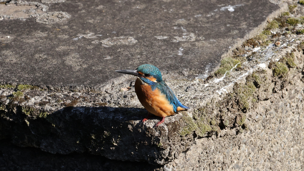 今度はカラスを気にしているカワセミ君