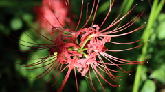 曼殊沙華