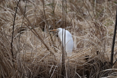 枯草の茂みの中でたたずむチュウサギ