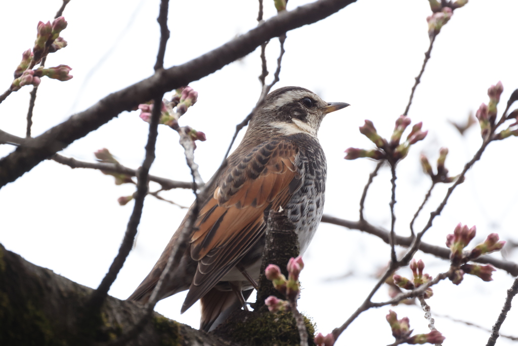 桜の蕾の中で黄昏ているツグミ