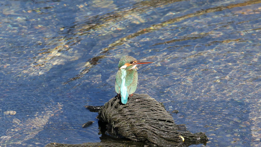 空堀の水溜まりで餌を探しているカワセミちゃん