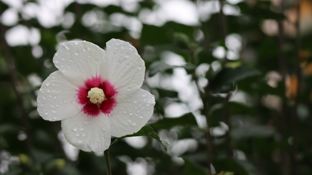 雨の雫③