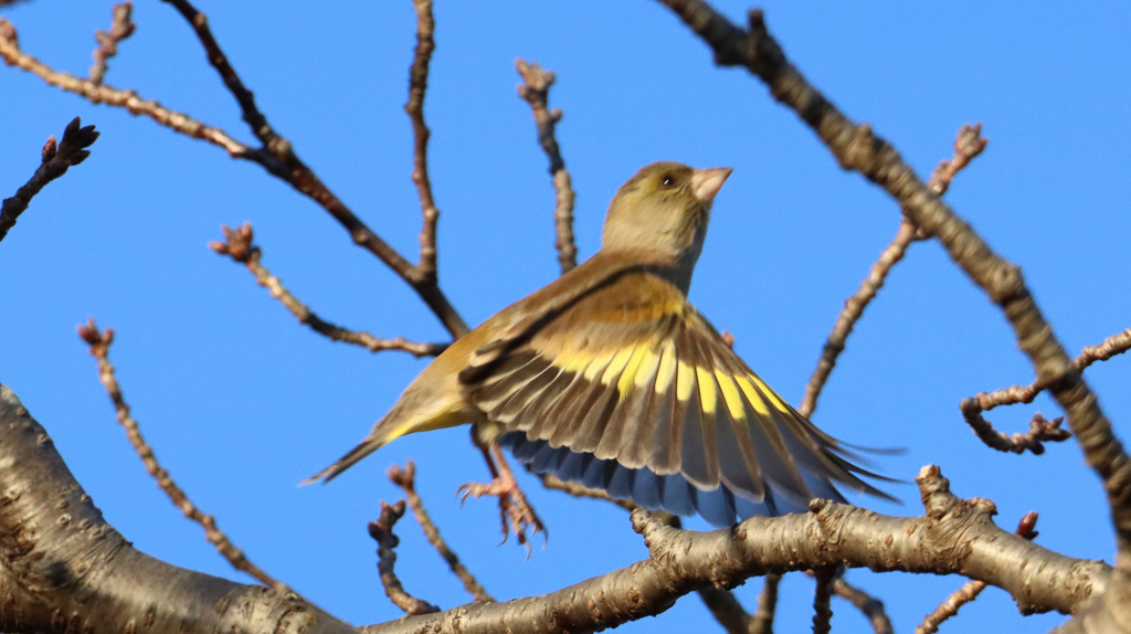 カワラヒワの飛び立ち