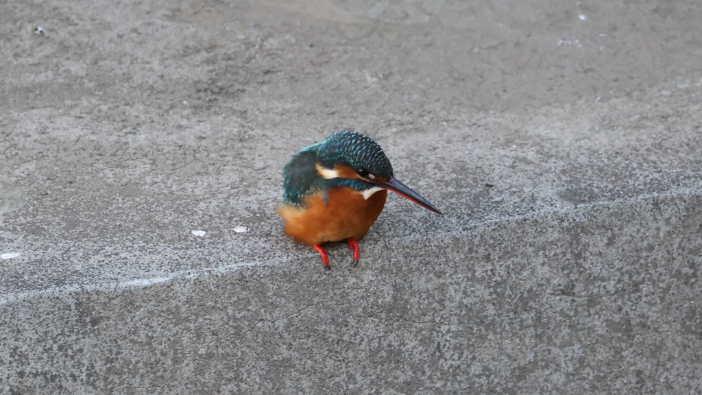 中野区で初めてみたカワセミちゃん