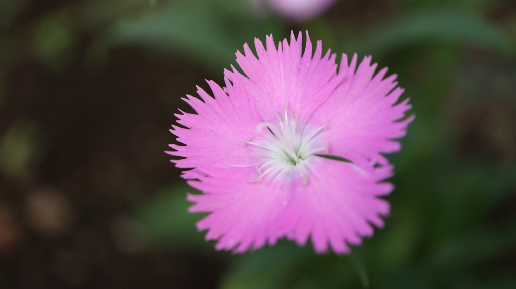 カワラナデシコ