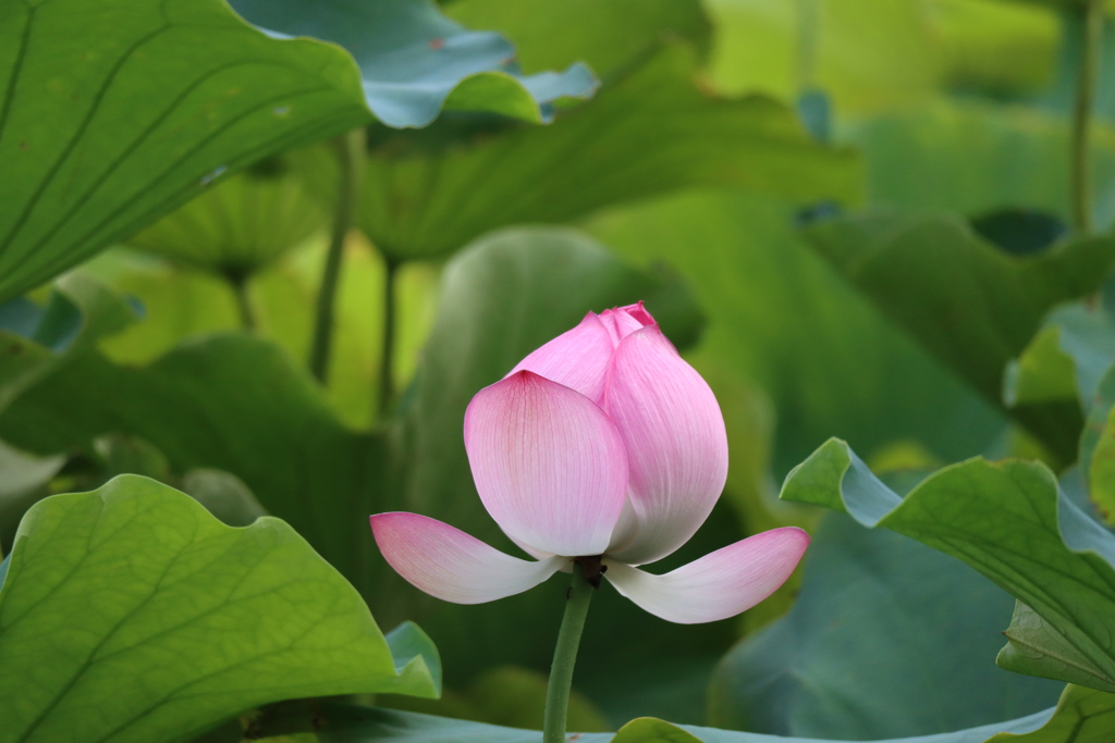 蓮の花