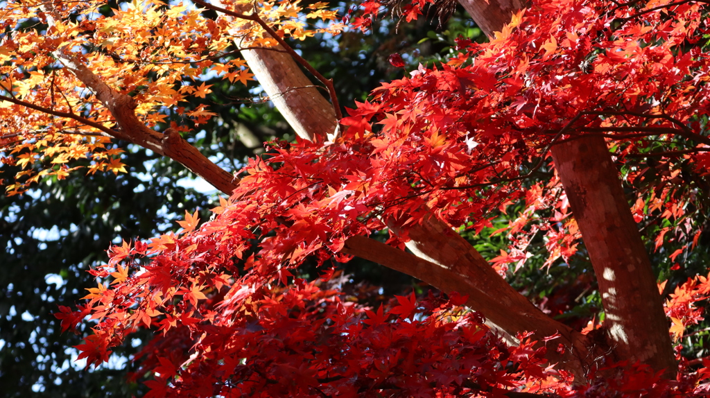 高尾山の紅葉