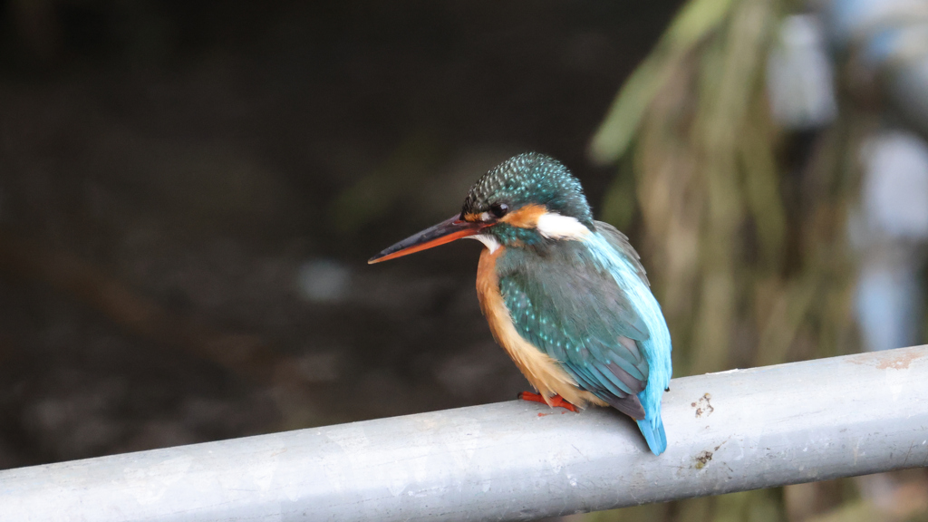 工事中の橋の下で餌を探しているカワセミちゃん