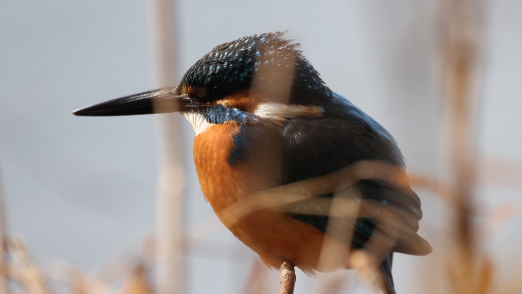 枯草の向こうのカワセミ君