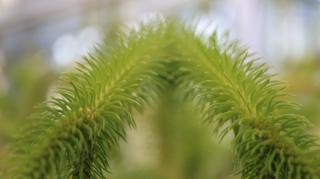温室内の草