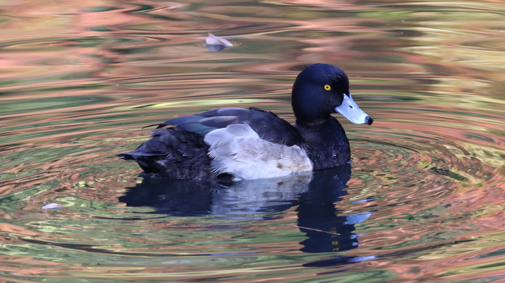 紅葉を写す水面を泳ぐキンクロハジロ