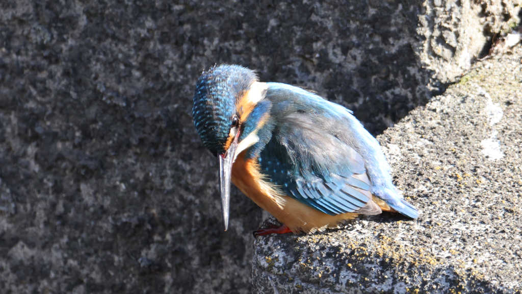 真剣に餌を探しているカワセミ君