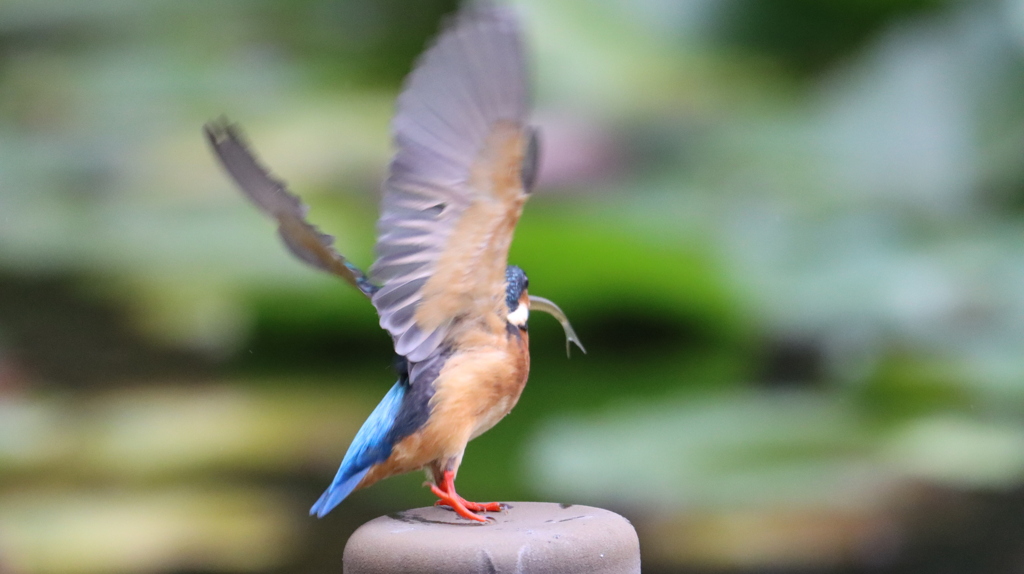 離陸直前のカワセミ