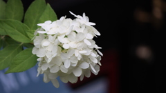 白い紫陽花