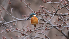 桜が咲いたら綺麗だろうな思っているカワセミ君