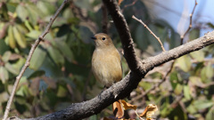 近くを飛び回ってくれたジョウビタキ