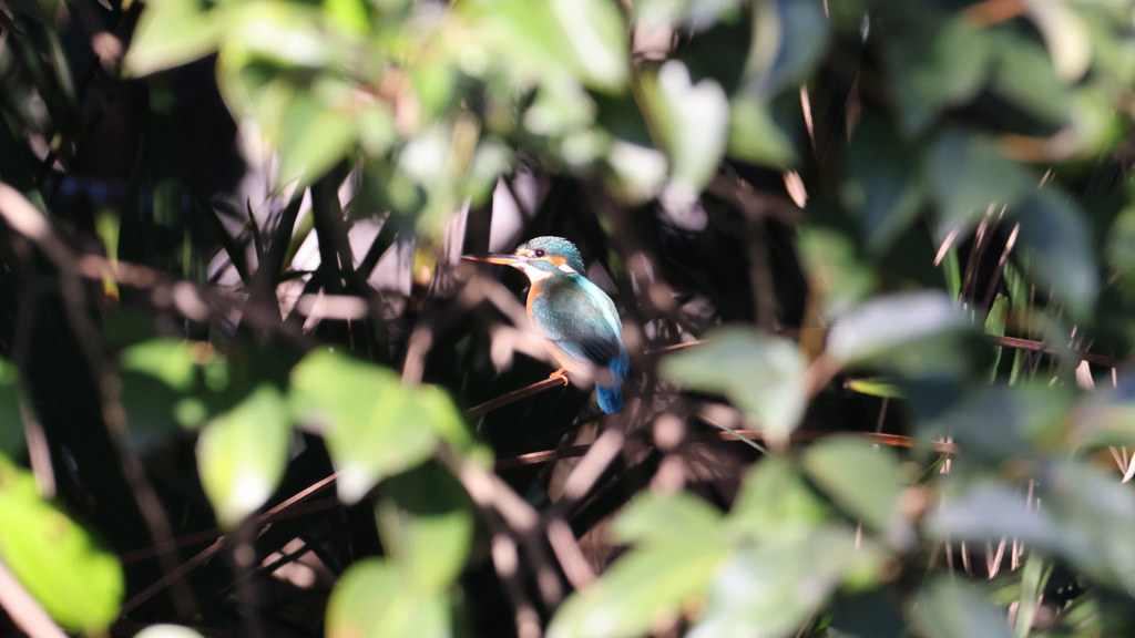 茂みの中に隠れているカワセミちゃん