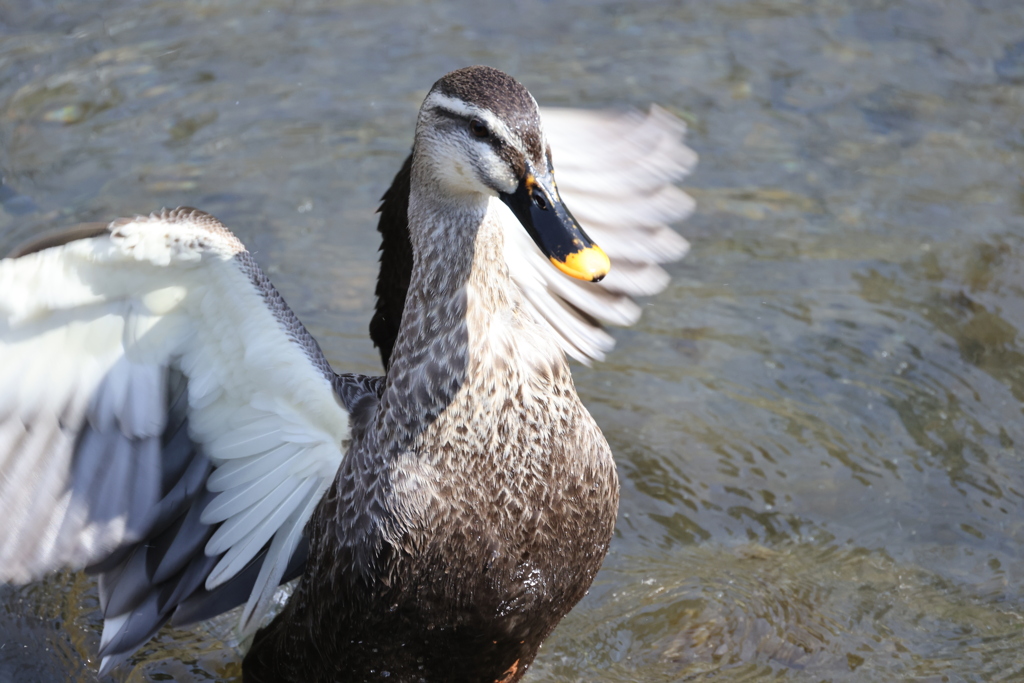 水浴びをしているカルガモ