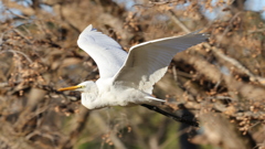 チュウサギの飛行