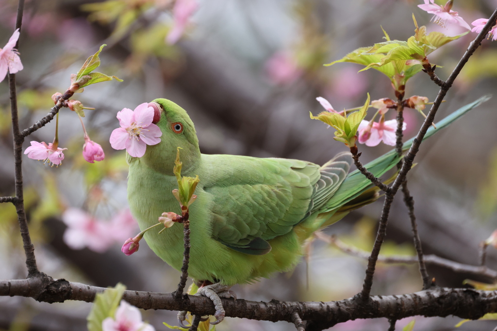 桜の蜜を食べているホンセイインコ