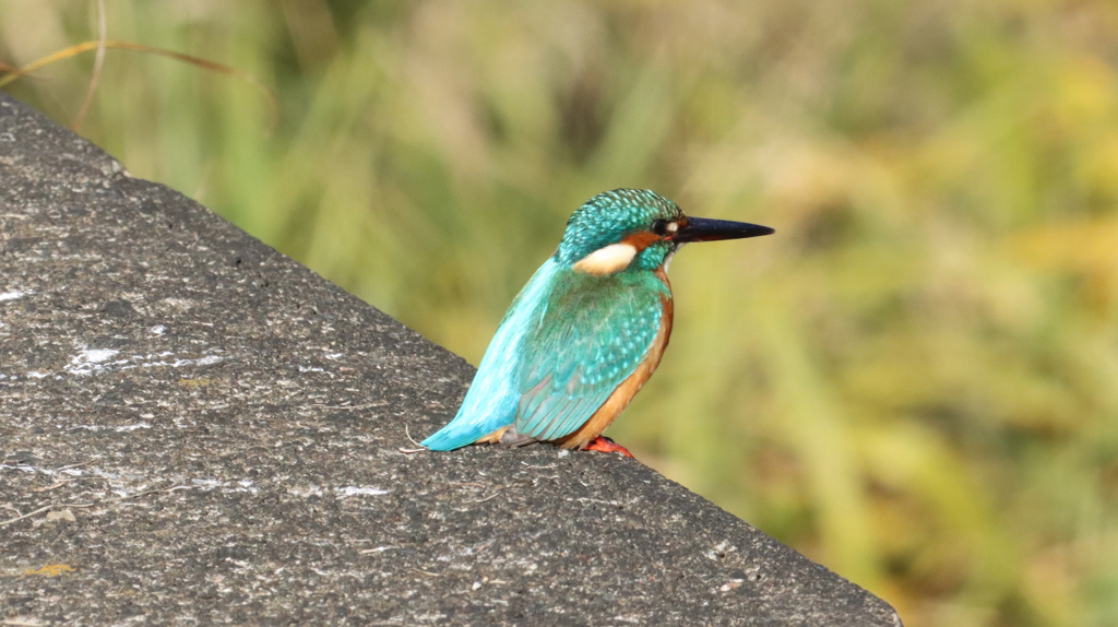 湯殿川にもカワセミ