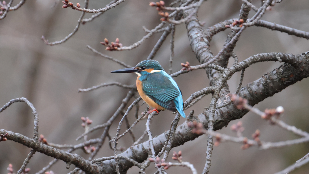 早く桜が咲かないかなと思っているカワセミ君